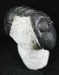 Curled Phacops Trilobite On Limestone Pedastal #25919-4